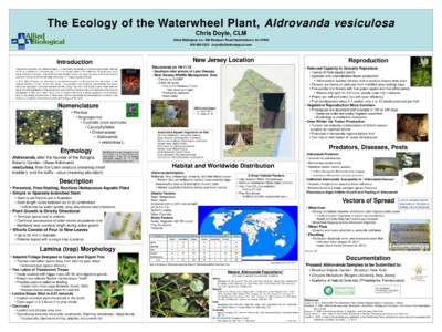 The Ecology of the Waterwheel Plant, Aldrovanda vesiculosa Chris Doyle, CLM Allied Biological, Inc. 580 Rockport Road Hackettstown, NJ[removed]0303 [removed]  New Jersey Location