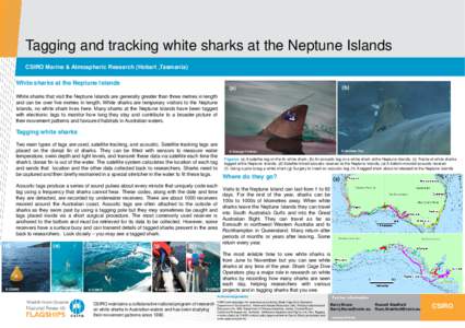 White sharks at the Neptune Islands