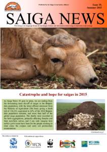 Published by the Saiga Conservation Alliance  Issue 19, SummerSAIGA NEWS