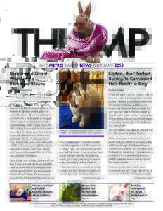 NYC METRO RABBIT NEWS FEBRUARYCotton, the ‘Perfect Bunny,’Is Convinced He’s Really a Dog