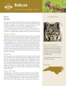 Bobcat North Carolina Wildlife Profiles Bobcat  “The Woods Ghost”