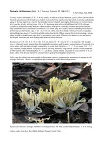 Ramaria lorithamnus (Berk.) R.H.Petersen, Sydowia 35: [removed]A.M.Young, Apr[removed]Fruiting bodies individually 5–9 × 3–4 cm, usually in tufts up to 8 cm diameter; apices yellow [straw (50) to 5E) and concolorou