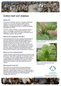 Cotton leaf curl disease What is it? Cotton leaf curl disease (CLCuD) is caused by a pathogen complex of a virus and a DNA beta satellite (DNA-β) molecule. There are many different virus species, all belonging to the Be
