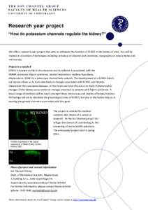 THE ION CHANNEL GROUP FACULTY OF HEALTH SCIENCES UNIVERSITY OF COPENHAGEN Research year project “How do potassium channels regulate the kidney?”