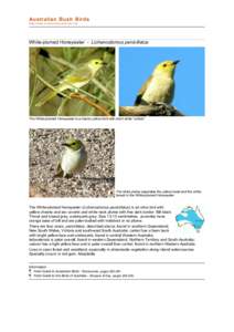 file:///C:/bushbirds-5.0/infl/lichenostomus_penicillatus.html