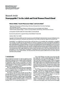 Neuropeptide Y in the Adult and Fetal Human Pineal Gland