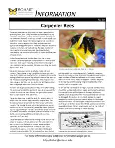 INFORMATION No. 015 Carpenter Bees Carpenter bees (genus Xylocopa) are large, heavy bodied, generally black bees. They resemble bumble bees but are