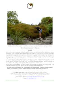 Chris Davies, British Representative at the time, examining an example of the invasive plant species Dodder  Invasive plant species in Chagos Dodder Dodder is the name commonly used in Diego Garcia for the semi-parasitic
