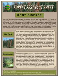 ROOT DISEASE Root disease causes more growth loss and mortality than any other disease in Idaho. It is caused by fungi that live under ground and attack the root systems of living trees. The disease kills the roots and c