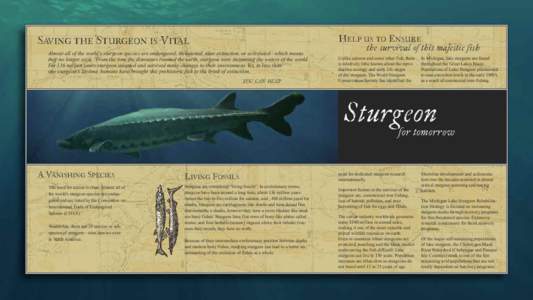 SAVING THE STURGEON IS VITAL Almost all of the world’s sturgeon species are endangered, threatened, near extinction, or extirpated—which means they no longer exist. From the time the dinosaurs roamed the earth, sturg