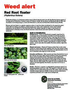 Weed alert Red Root floater (Phyllanthus fluitans) Phyllanthus fluitans is a freshwater species native to South America and is the sole free-floating aquatic species of the large genus Phyllanthus. Common names of P. flu