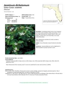 Jasminum dichotomum Gold Coast jasmine Oleaceae Common Synonyms: none  FLEPPC Category: 1