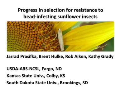 Microsoft PowerPoint - Progress in selection for resistance to head-infesting sunflower insects - Prasifka.pptx