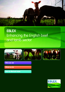 EBLEX Enhancing the English beef and lamb sector Who we are What we do
