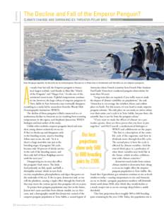 Seabirds  The Decline and Fall of the Emperor Penguin? CLIMATE CHANGE AND SHRINKING ICE THREATEN POLAR BIRD  by David Levin