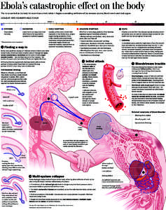Ebola’s catastrophic effect on the body The virus can lurk in the body for more than a week before it begins a cascading meltdown of the immune system, blood vessels and vital organs. DESCENT INTO HEMORRHAGIC FEVER DAY