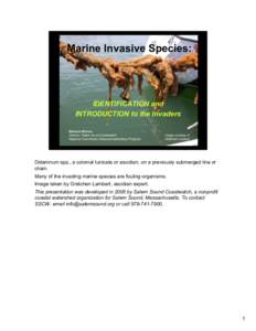 Marine Invasive Species:  IDENTIFICATION and INTRODUCTION to the Invaders Barbara Warren Director, Salem Sound Coastwatch