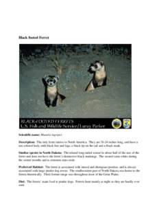 Black footed Ferret  Scientific name: Mustela nigripes Description: The only ferret native to North America. They are[removed]inches long, and have a tan colored body with black feet and legs, a black tip on the tail and a