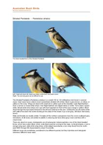 file:///C:/bushbirds-5.3/infp/pardalotus_striatus.html