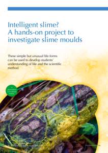 Intelligent slime? A hands-on project to investigate slime moulds These simple but unusual life forms can be used to develop students’ understanding of life and the scientific