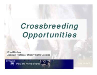 Crossbreeding Opportunities Chad Dechow Assistant Professor of Dairy Cattle Genetics  Management Considerations?