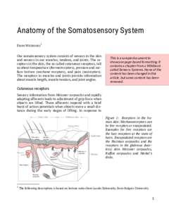 Anatomy of the Somatosensory System 1 FROM WIKIBOOKS  Our somatosensory system consists of sensors in the skin