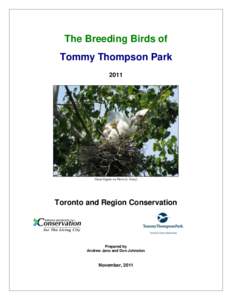 Bird breeding / Biota / Sterna / Bird nest / Nest / Common tern / Bird / Heron / Tern / Gull / Biology / Nature