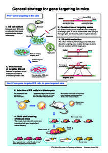 General strategy for gene targeting in mice Step 1 Gene targeting in ES cells Inserted DNA  Vector