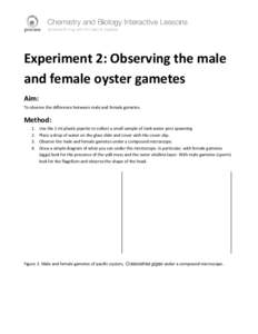 Experiment 2: Observing the male and female oyster gametes Aim: To observe the difference between male and female gametes.  Method: