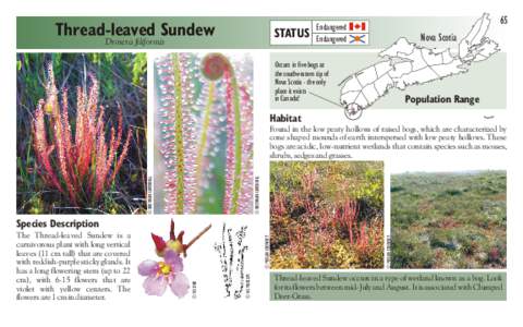 Thread-leaved Sundew Drosera filiformis STATUS