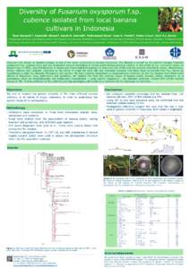 Diversity of Fusarium oxysporum f.sp. cubence isolated from local banana cultivars in Indonesia Nani Maryani1,2, Fajarudin Ahmad3, Sarah M. Schmidt4, Muhammad Ilyas3, Yuyu S. Poerba3, Pedro Crous5, Gert H.J. Kema1 1) Wag