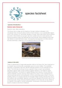 species factsheet  | species introduction | Common name: Snowy owl Scientific name: Bubo scandiacus The Snowy Owl is a large owl that breeds on the open treeless landscapes of the