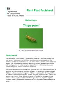 Plant Pest Factsheet  Melon thrips Thrips palmi