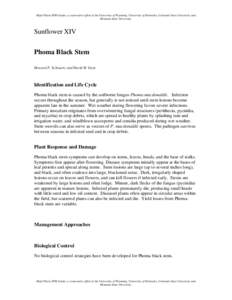 Microsoft Word - PhomaBlackStem-Sunflowers.doc