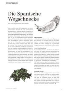 Einwanderer  Die Spanische Wegschnecke Text: Erwin Jörg, Illustration: Oliver Hischier