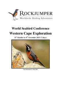 World Seabird Conference  Western Cape Exploration 31st October to 6th November[removed]days)  Cape Rockjumper by Adam Riley