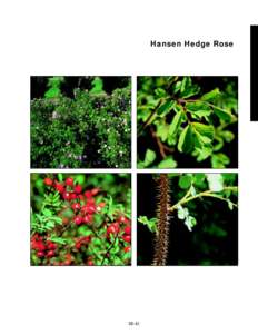 Hansen Hedge Rose  slide 23a slide 23b