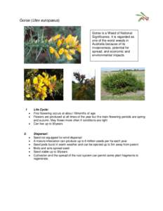 Gorse (Ulex europaeus)  Gorse is a Weed of National Significance. It is regarded as one of the worst weeds in Australia because of its