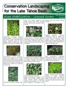Conservation Landscaping for the Lake Tahoe Basin Slope Stabilization - Ground Covers native, 3”-6” height, spreading, part shade, minimal water needs, drought tolerant, slow growing, evergreen, rabbit