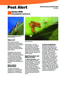 Pest Alert  Plant Protection and Quarantine July[removed]Cactus Moth