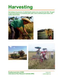 Harvesting Harvesting is he process of collecting the mature rice crop from the field. The goal of good harvesting is to maximize grain yield, and to minimize grain losses and quality deterioration.  Postharvest Unit, CE