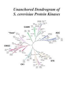 Unanchored Dendrogram of S. cerevisiae Protein Kinases YGR052W YKL171W YPR106W BUB1 YGL179C GIN4