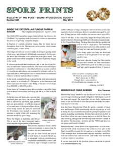 SPOR E PR I N TS BULLETIN OF THE PUGET SOUND MYCOLOGICAL SOCIETY Number 522 MayINSIDE THE CATERPILLAR FUNGUS FARM IN