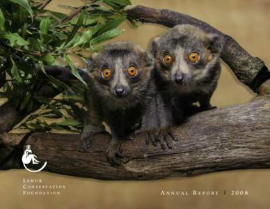 Lemurs / Fauna of Madagascar / Ruffed lemur / Lemur / Ring-tailed lemur / Alison Jolly / Collared brown lemur / True lemur / Red ruffed lemur / Mongoose lemur / Lemur Conservation Foundation / Lemurs of Madagascar