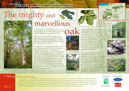 Flora / Trees / West Blean / A299 road / Oak / Quercus robur / Coppicing / Pollarding / Blean / Forestry / Botany / Kent