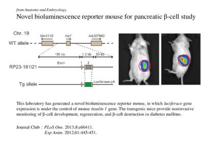 from Anatomy and Embryology,  Novel bioluminescence reporter mouse for pancreatic β-cell study This laboratory has generated a novel bioluminescence reporter mouse, in which luciferace gene expression is under the contr