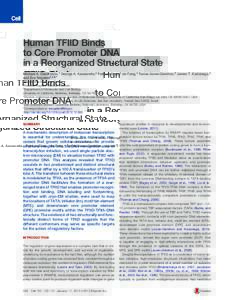 Human TFIID Binds to Core Promoter DNA in a Reorganized Structural State Michael A. Cianfrocco,1 George A. Kassavetis,4 Patricia Grob,2 Jie Fang,2 Tamar Juven-Gershon,5 James T. Kadonaga,4 and Eva Nogales2,3,6,* 1Biophys