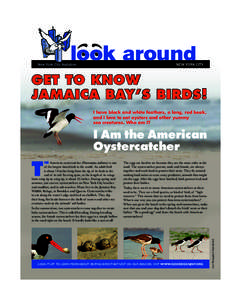 New York City Audubon	  New York City Get to Know Jamaica Bay’s Birds!