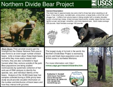 Northern Divide Bear Project General Description: The black bear is approximately two and a half to three feet when standing on all fours. It has small eyes, rounded ears, a long snout, a large body, a short tail, and sh