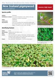 The National Biodiversity Data Centre  New Zealand pigmyweed Crassula helmsii  Documenting Ireland’s Wildlife